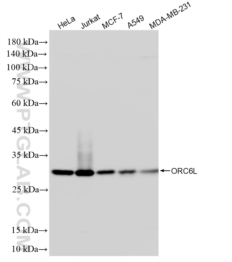 Various lysates were subjected to SDS PAGE followed by western blot with 86591-1-RR (ORC6L antibody) at dilution of 1:10000 incubated at room temperature for 1.5 hours. WB analysis using 86591-1-RR