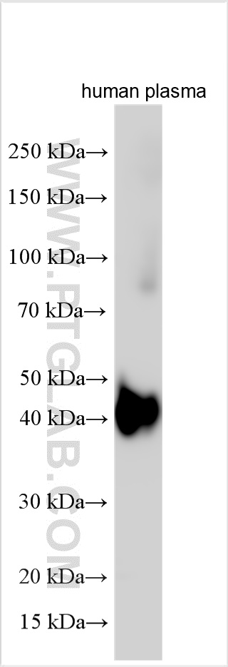 WB analysis using 11199-1-AP