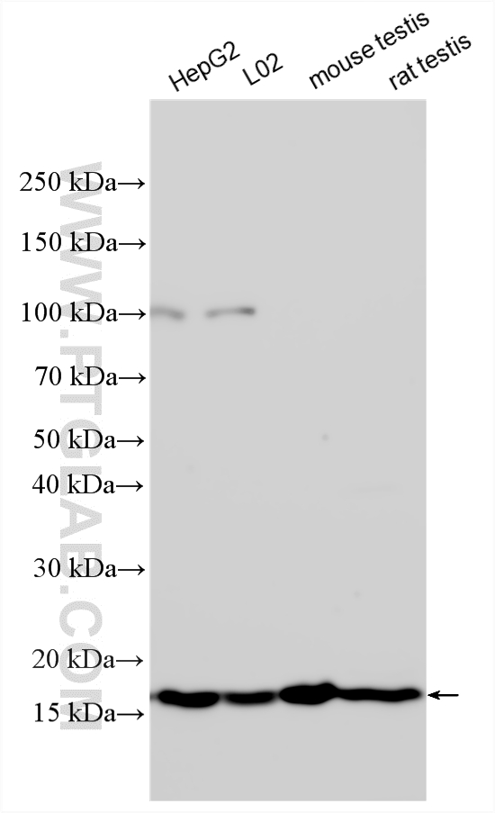 WB analysis using 27598-1-AP (same clone as 27598-1-PBS)