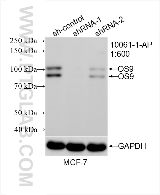 WB analysis of MCF-7 using 10061-1-AP