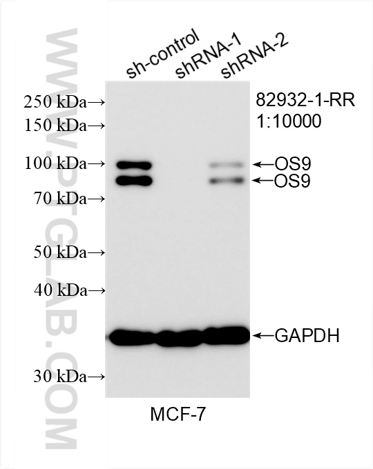 WB analysis of MCF-7 using 82932-1-RR (same clone as 82932-1-PBS)