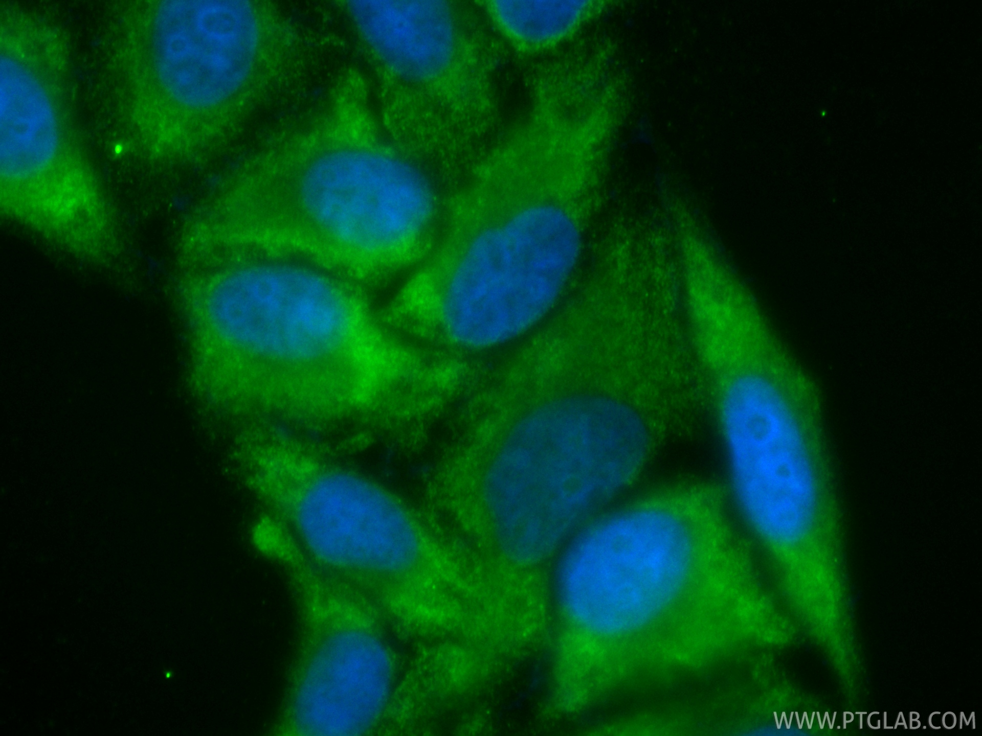 IF Staining of HepG2 using CL488-87087 IF Staining of HepG2 using CL488-87087
