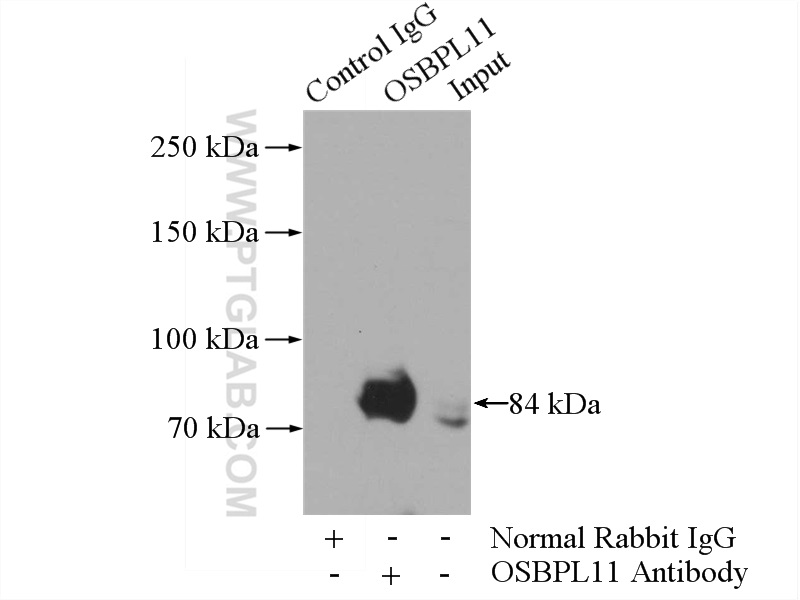 IP experiment of mouse testis using 11318-1-AP