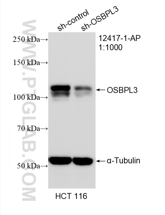 WB analysis of HCT 116 using 12417-1-AP WB analysis of HCT 116 using 12417-1-AP