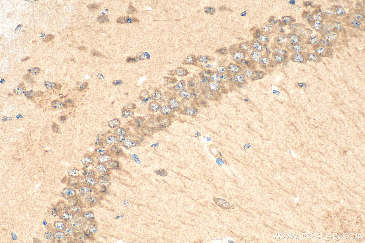 IHC staining of mouse brain using 32158-1-AP IHC staining of mouse brain using 32158-1-AP