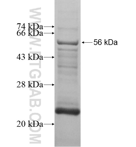 OSCAR fusion protein Ag13694 SDS-PAGE