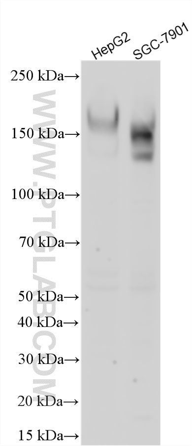 WB analysis using 10982-1-AP