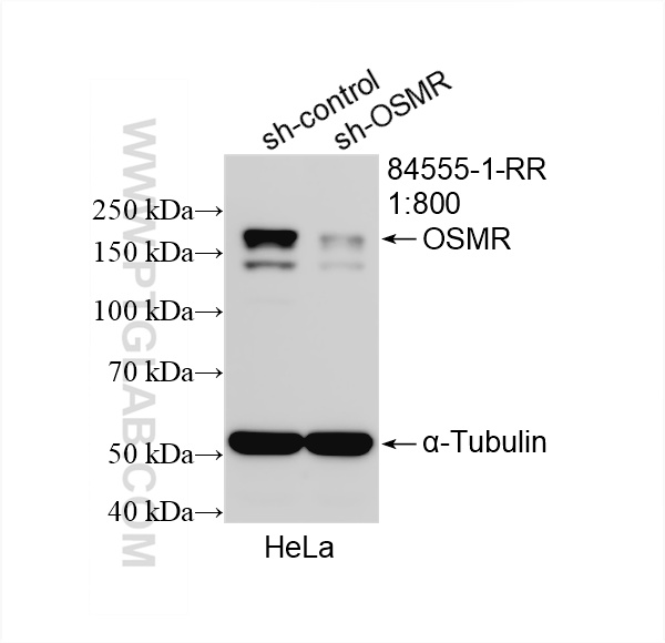 WB analysis of HeLa using 84555-1-RR WB analysis of HeLa using 84555-1-RR