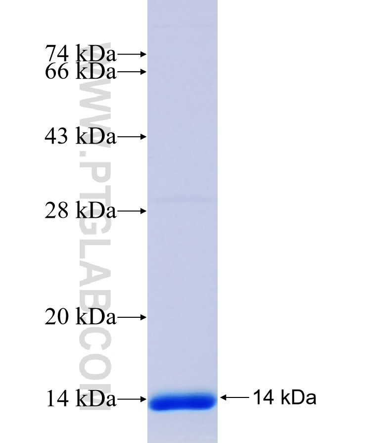 OSR2 fusion protein Ag14276 SDS-PAGE