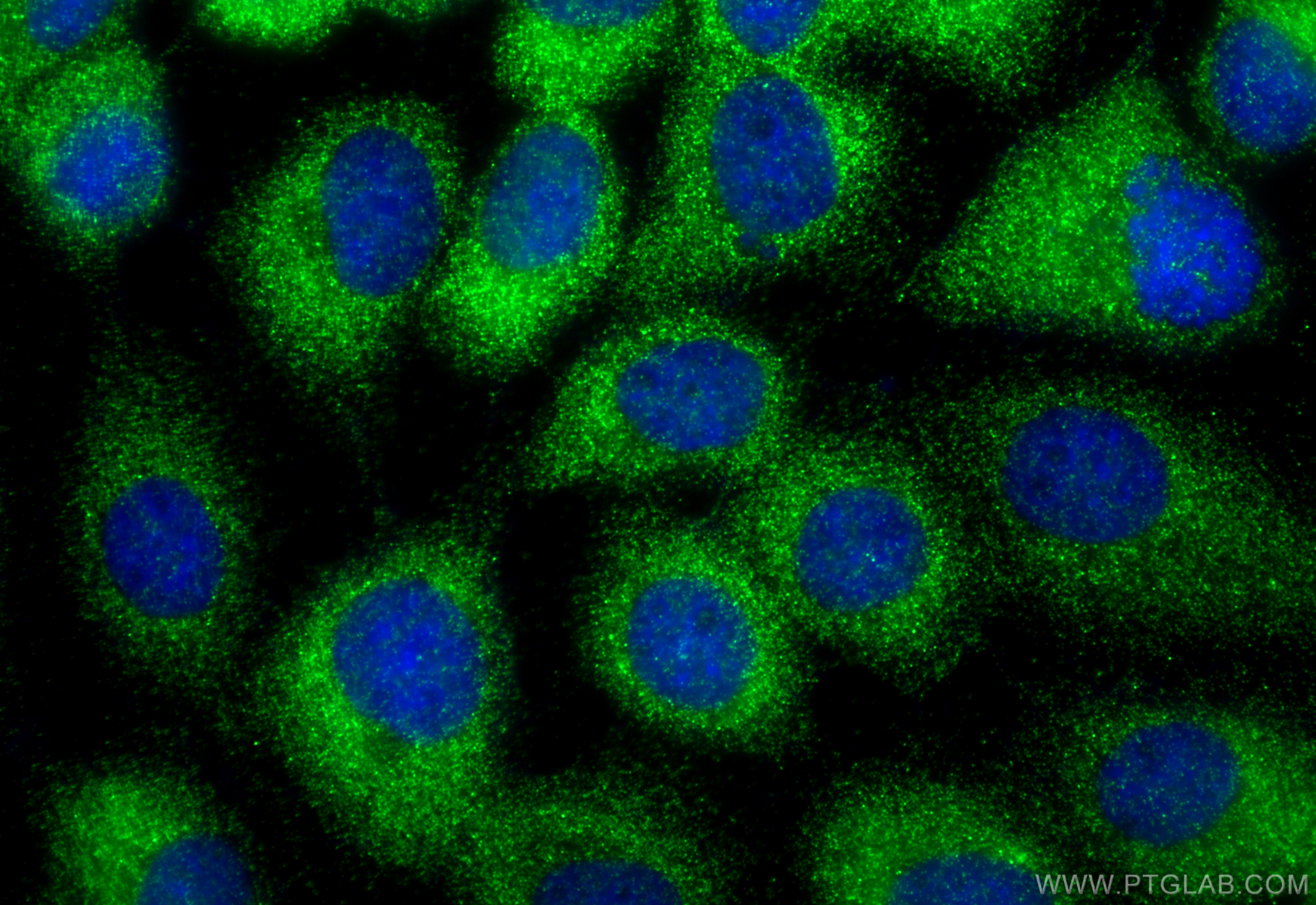 IF Staining of A431 using 10671-1-AP