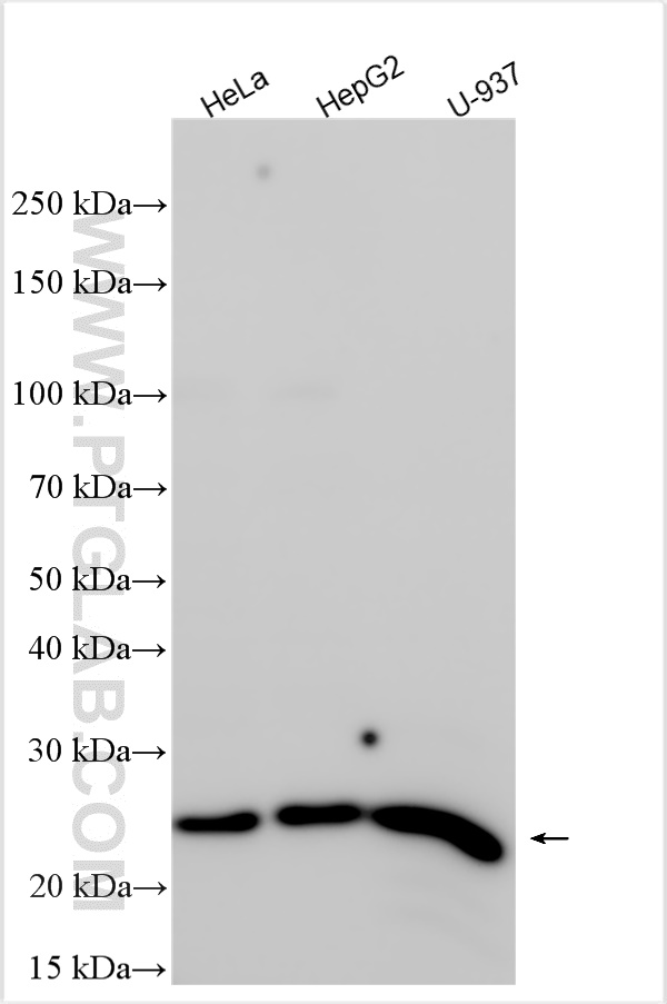 WB analysis using 10671-1-AP