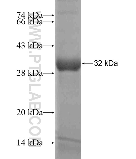 OTOA fusion protein Ag18908 SDS-PAGE