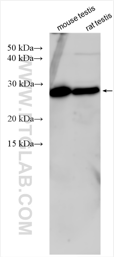 WB analysis using 12066-1-AP