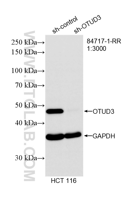 WB result of OTUD3 antibody (84717-1-RR; 1:3000; incubated at room temperature for 1.5 hours) with sh-Control and sh-OTUD3 transfected HCT 116 cells. WB analysis of HCT 116 using 84717-1-RR