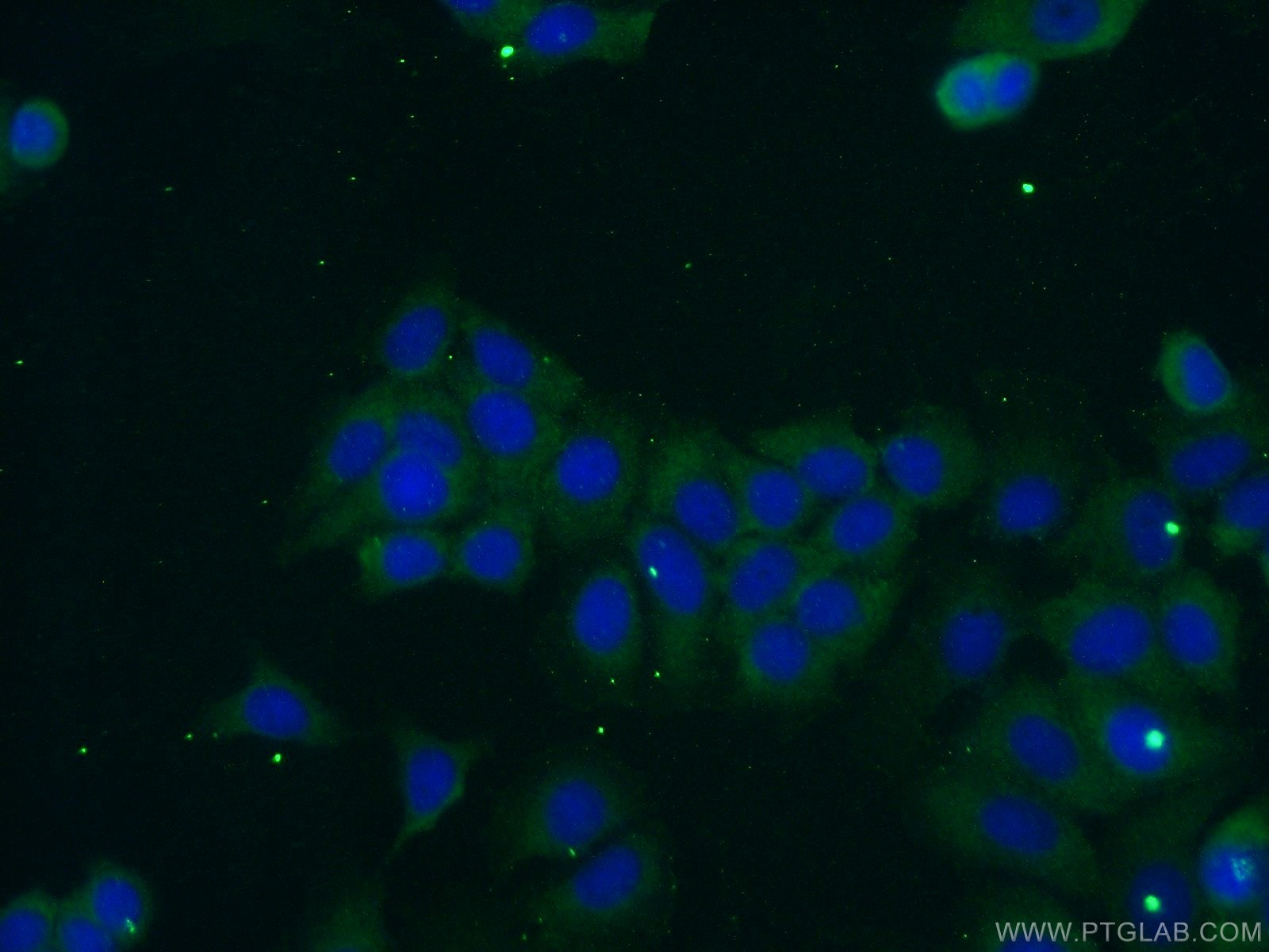 IF Staining of MCF-7 using 24486-1-AP