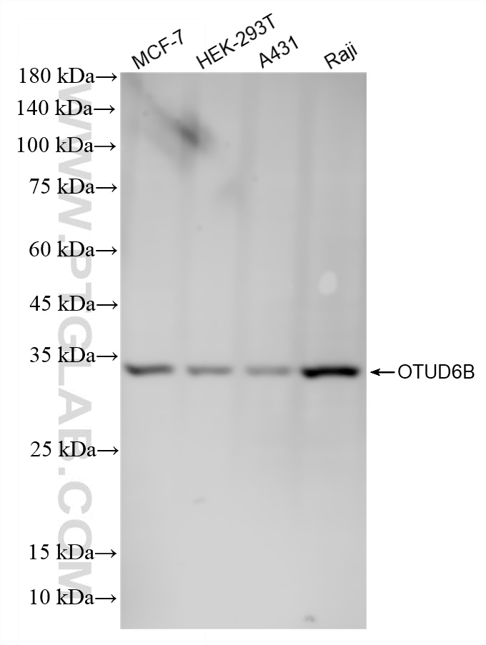 Various lysates were subjected to SDS PAGE followed by western blot with 87049-1-RR (OTUD6B antibody) at dilution of 1:10000 incubated at room temperature for 1.5 hours. WB analysis using 87049-1-RR