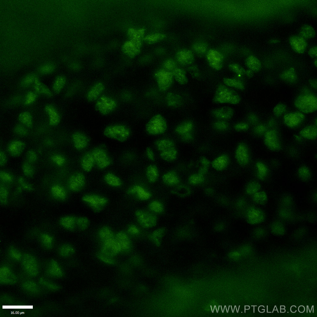 IF Staining of mouse embryo using 13497-1-AP