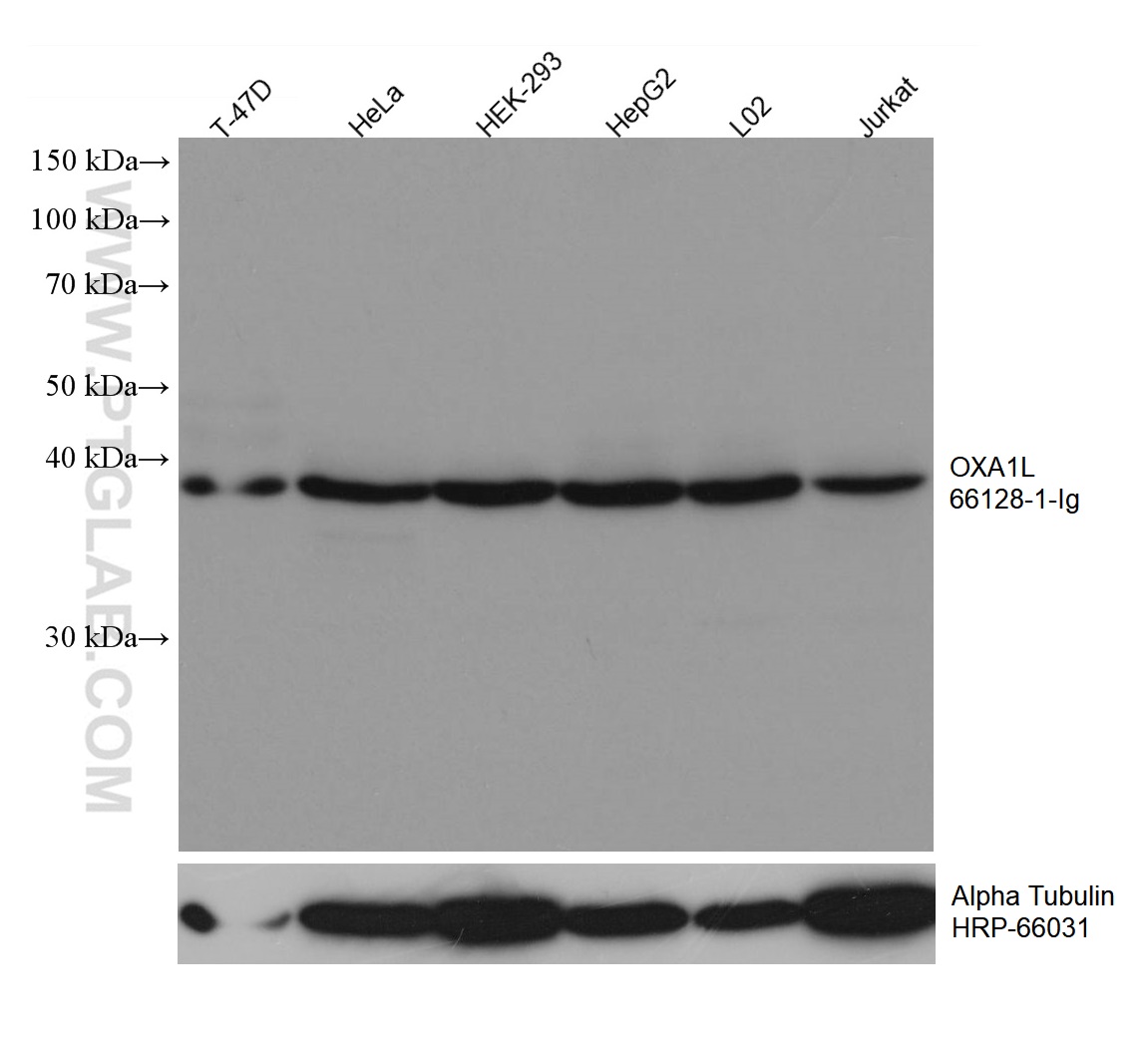 WB analysis using 66128-1-Ig