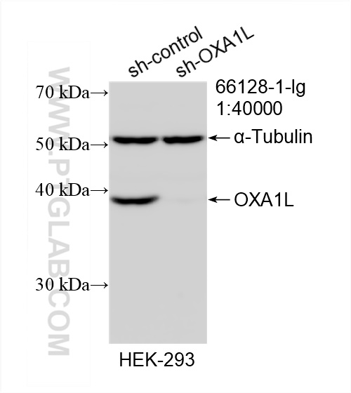 WB analysis of HEK-293 using 66128-1-Ig