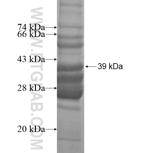OXA1L fusion protein Ag13755 SDS-PAGE OXA1L fusion protein Ag13755 SDS-PAGE