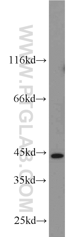 WB analysis of K-562 using 55202-1-AP