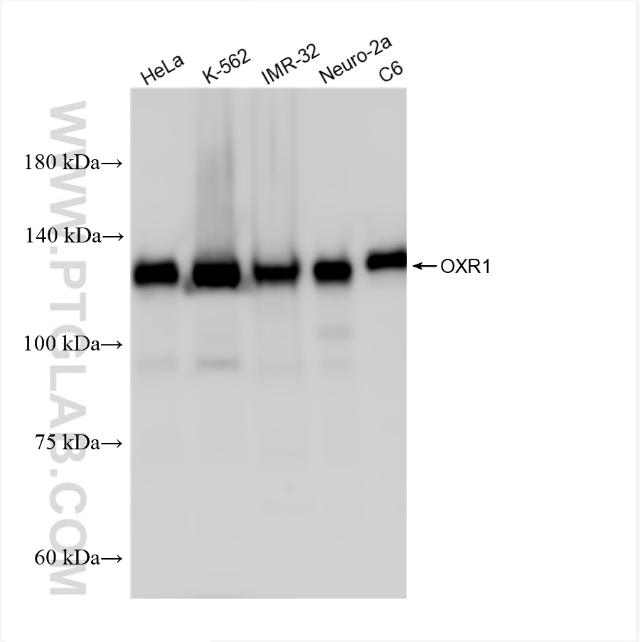 Various lysates were subjected to SDS PAGE followed by western blot with 86359-3-RR (OXR1 antibody) at dilution of 1:10000 incubated at room temperature for 1.5 hours. WB analysis using 86359-3-RR