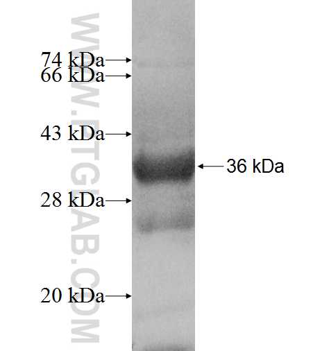 OXSR1 fusion protein Ag8228 SDS-PAGE OXSR1 fusion protein Ag8228 SDS-PAGE