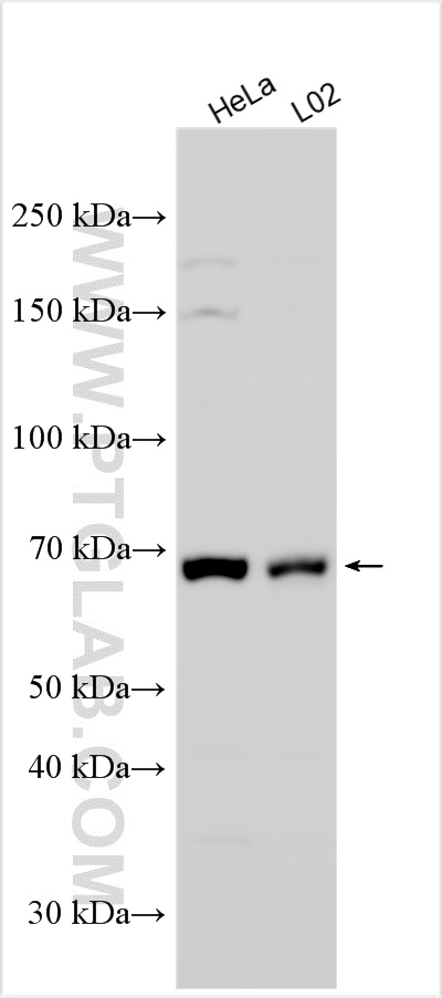 WB analysis using 23045-1-AP