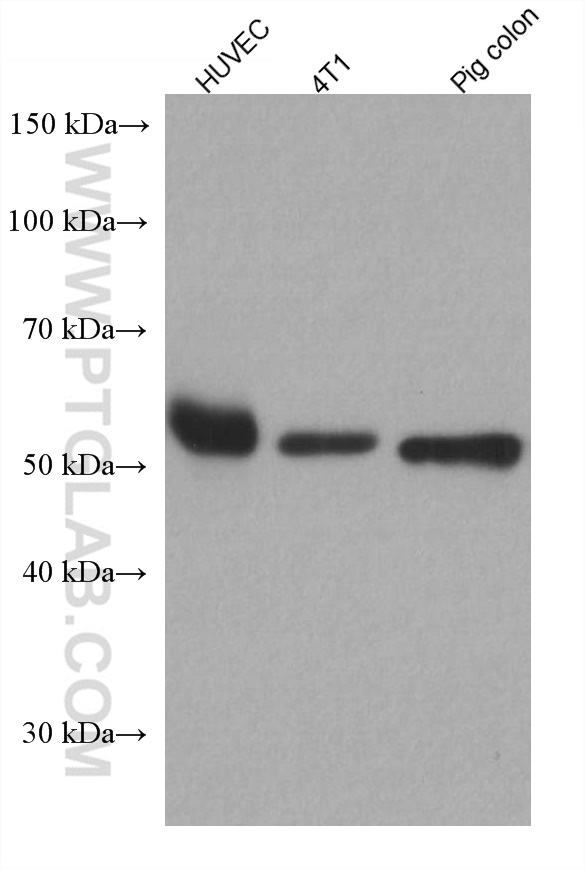 WB analysis using 66378-1-Ig