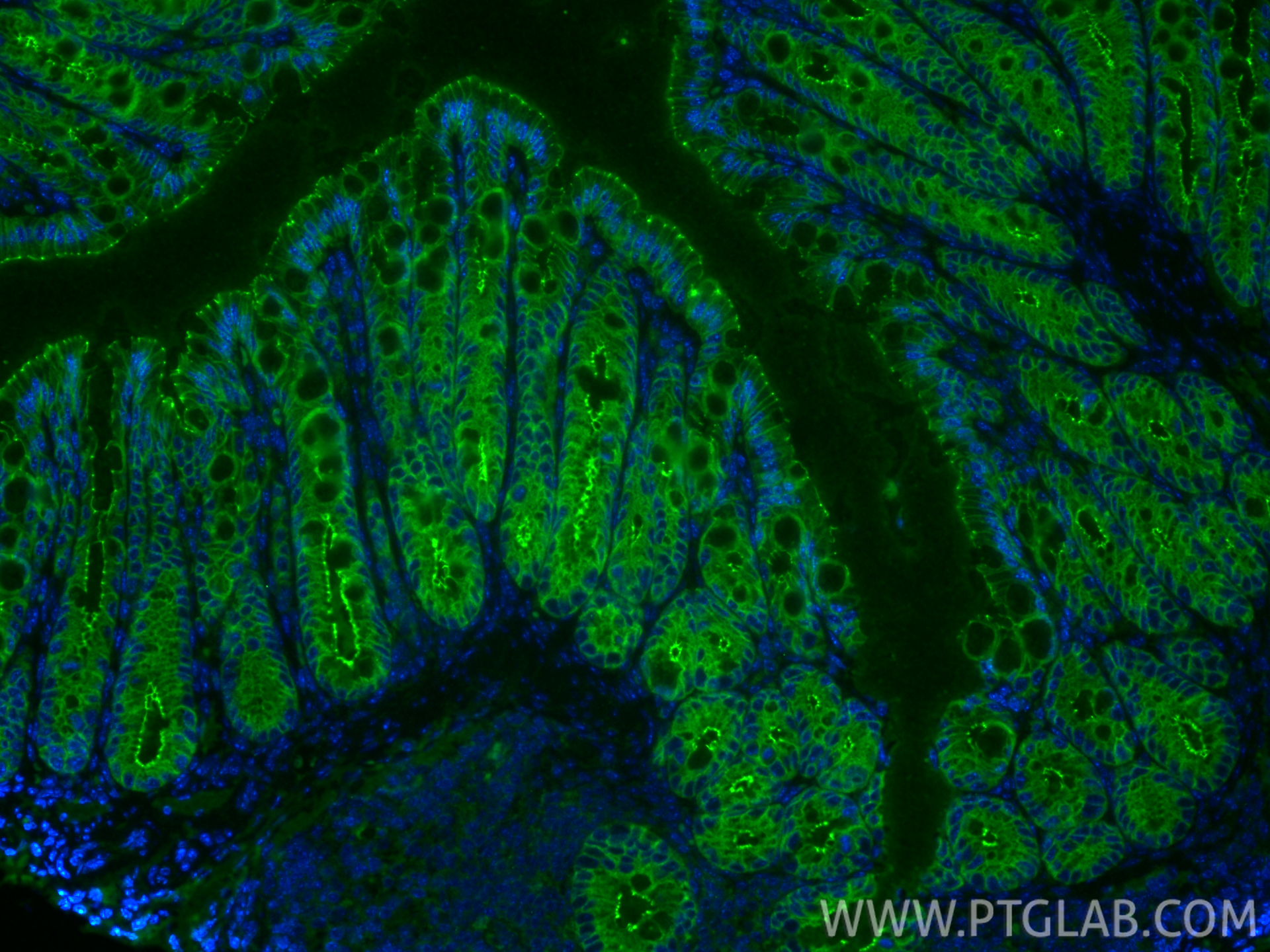 IF Staining of mouse colon using 80545-1-RR