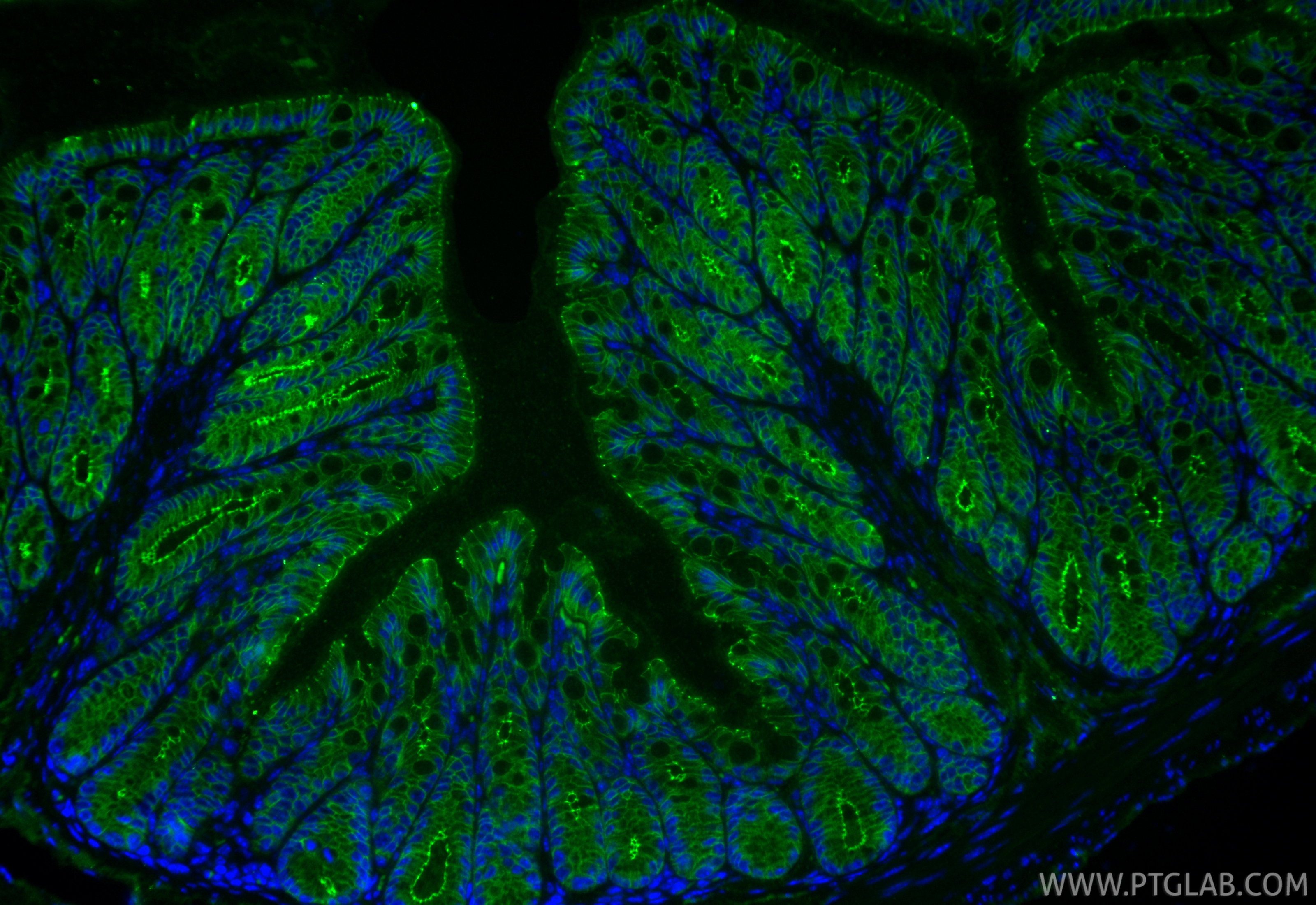 IF Staining of mouse colon using 80545-1-RR