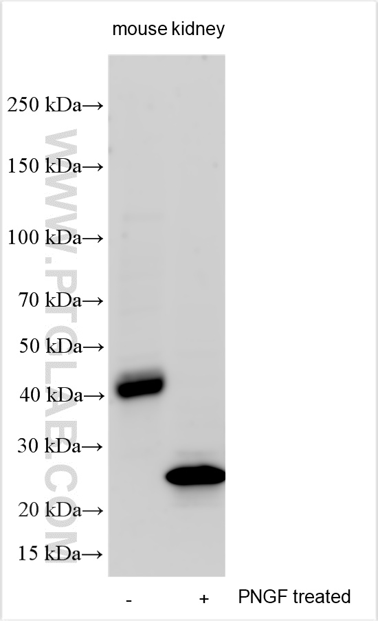 WB analysis using 32498-1-AP