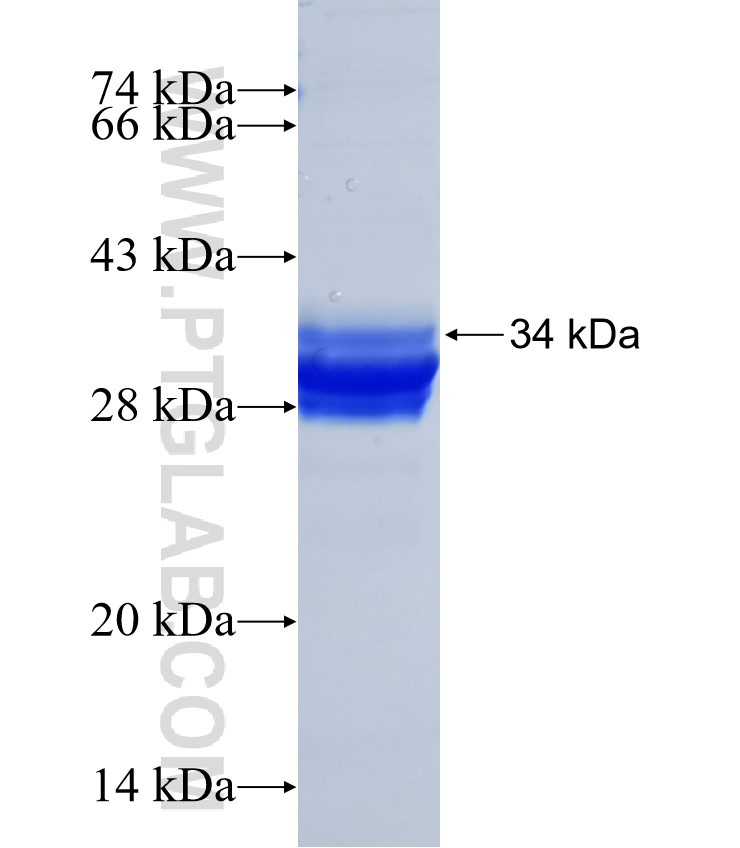 Osteocalcin fusion protein Ag20065 SDS-PAGE