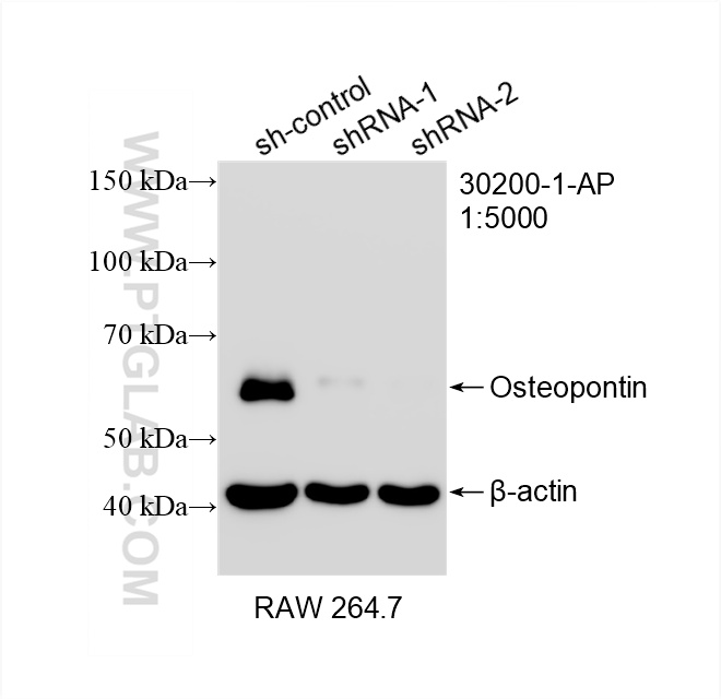 WB analysis of RAW 264.7 using 30200-1-AP