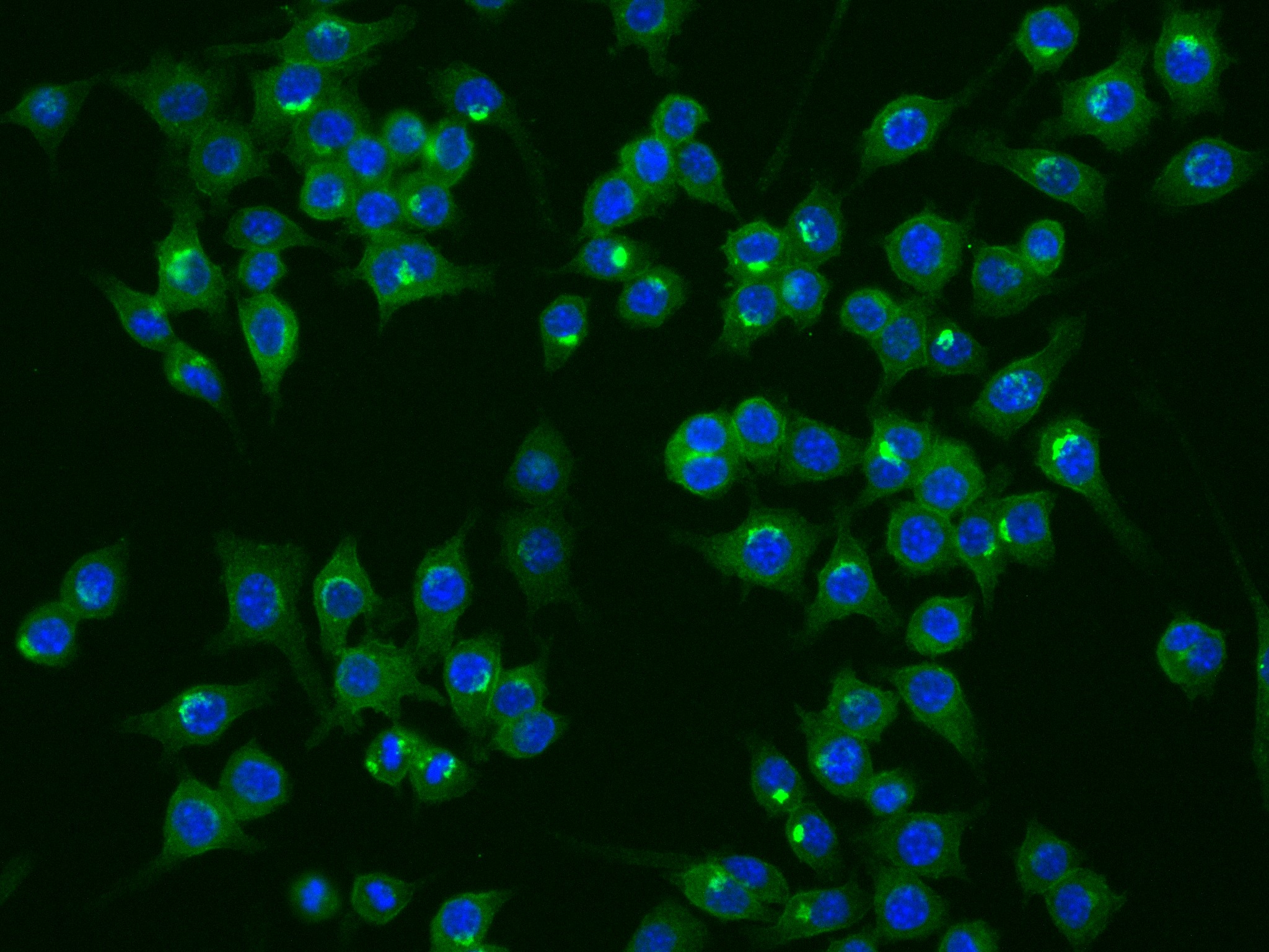 IF Staining of RAW 264.7 using 83413-5-RR (same clone as 83413-5-PBS)