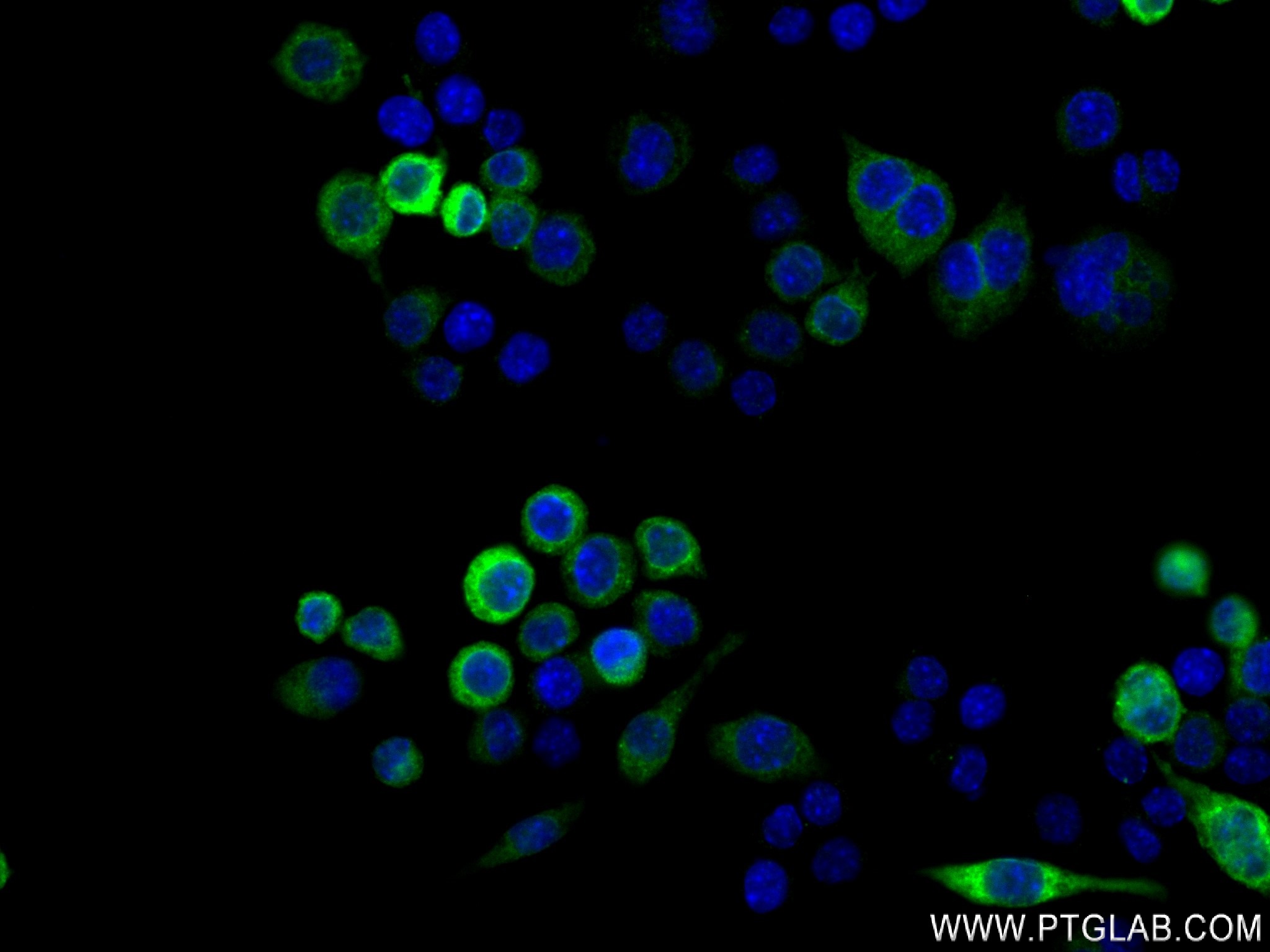 IF Staining of RAW 264.7 using 83413-6-RR