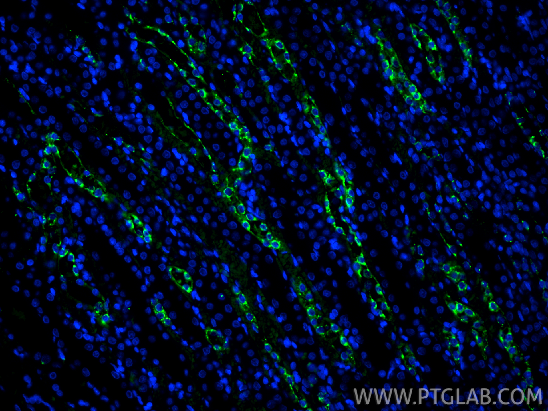 IF Staining of rat kidney using CL488-22952