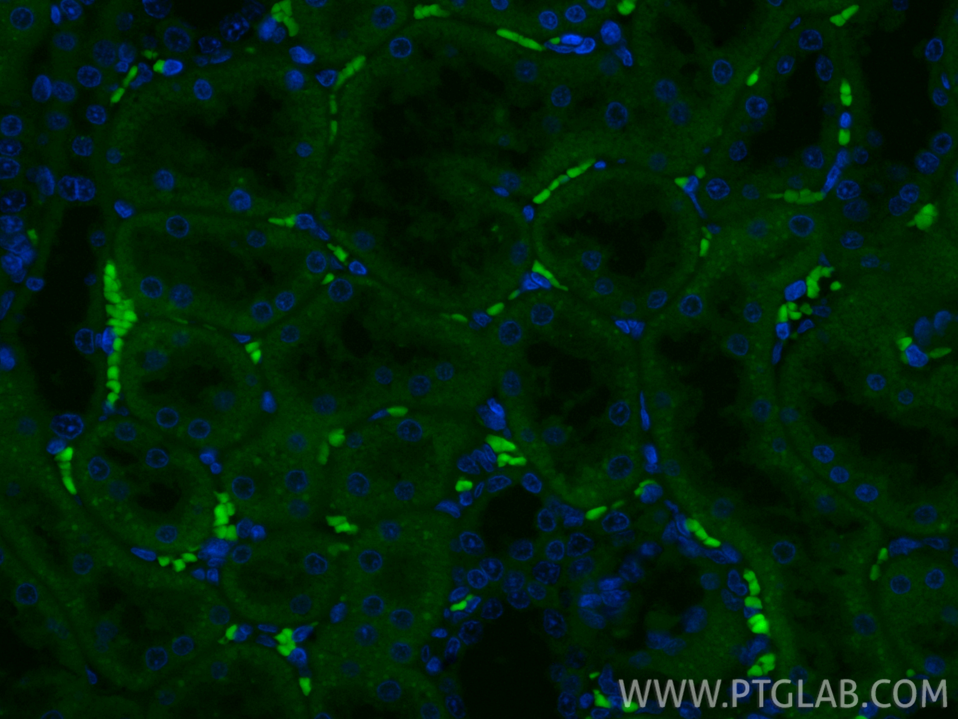 IF Staining of rat kidney using CL488-22952 IF Staining of rat kidney using CL488-22952
