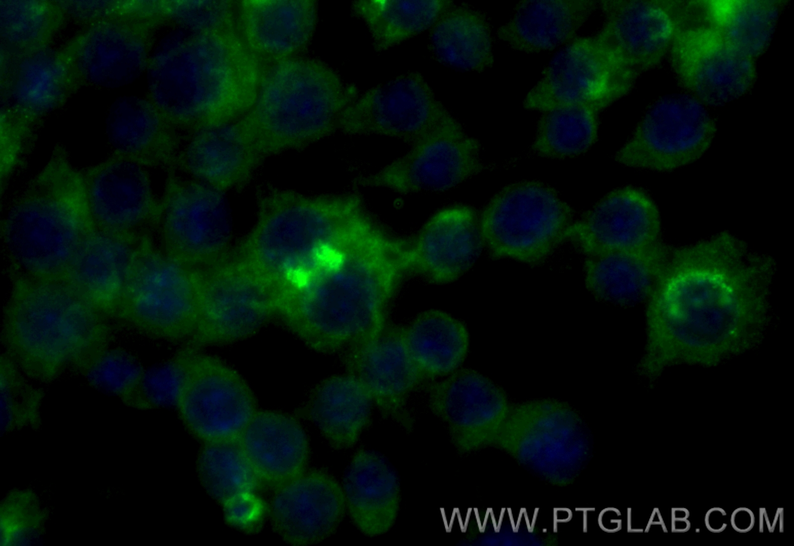 IF Staining of RAW 264.7 using CL488-83413-6