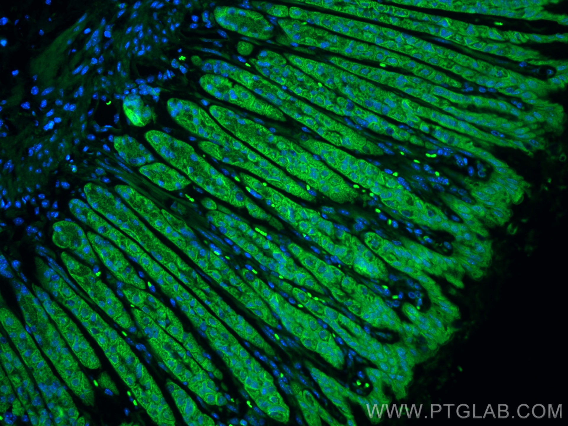 IF Staining of mouse stomach using CL488-83413-6