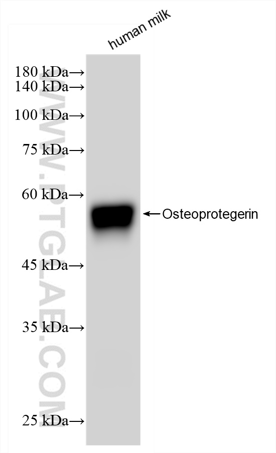 WB analysis of human milk using 83506-1-RR (same clone as 83506-1-PBS)