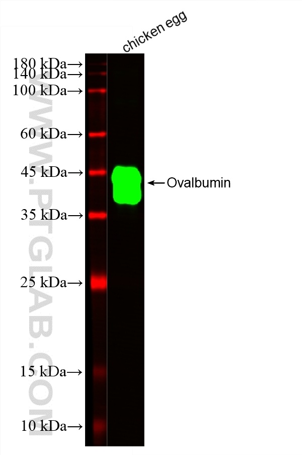 WB analysis of Recombinant protein using CL488-67614