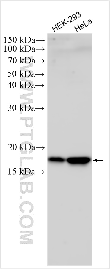 WB analysis using 30519-1-AP