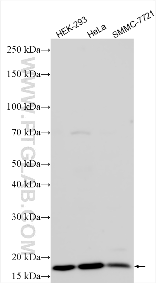 WB analysis using 30519-1-AP