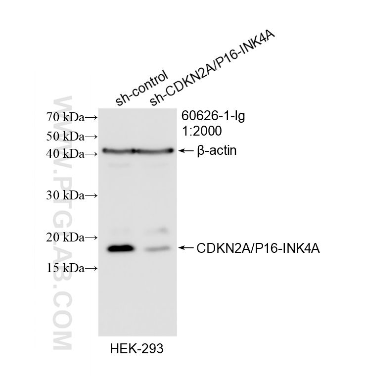 WB result of CDKN2A/P16-INK4A antibody (<a class='green' href='/productredirect?CatalogNo=60626-1-Ig' target='_blank'>60626-1-Ig</a>; 1:2000; incubated at room temperature for 1.5 hours) with sh-Control and sh-CDKN2A/P16-INK4A transfected HEK-293 cells. This data was developed using the same antibody clone with 60626-1-PBS in a different storage buffer formulation. WB analysis of HEK-293 using 60626-1-Ig (same clone as 60626-1-PBS)