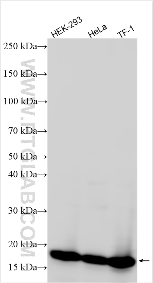 Various lysates were subjected to SDS PAGE followed by western blot with 81373-10-RR (P16-INK4A antibody) at dilution of 1:10000 incubated at room temperature for 1.5 hours. WB analysis using 81373-10-RR