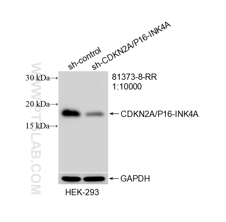 WB result of CDKN2A/P16-INK4A antibody (81373-8-RR; 1:10000; incubated at room temperature for 1.5 hours) with sh-Control and sh-CDKN2A/P16-INK4A transfected HEK-293 cells. WB analysis of HEK-293 using 81373-8-RR