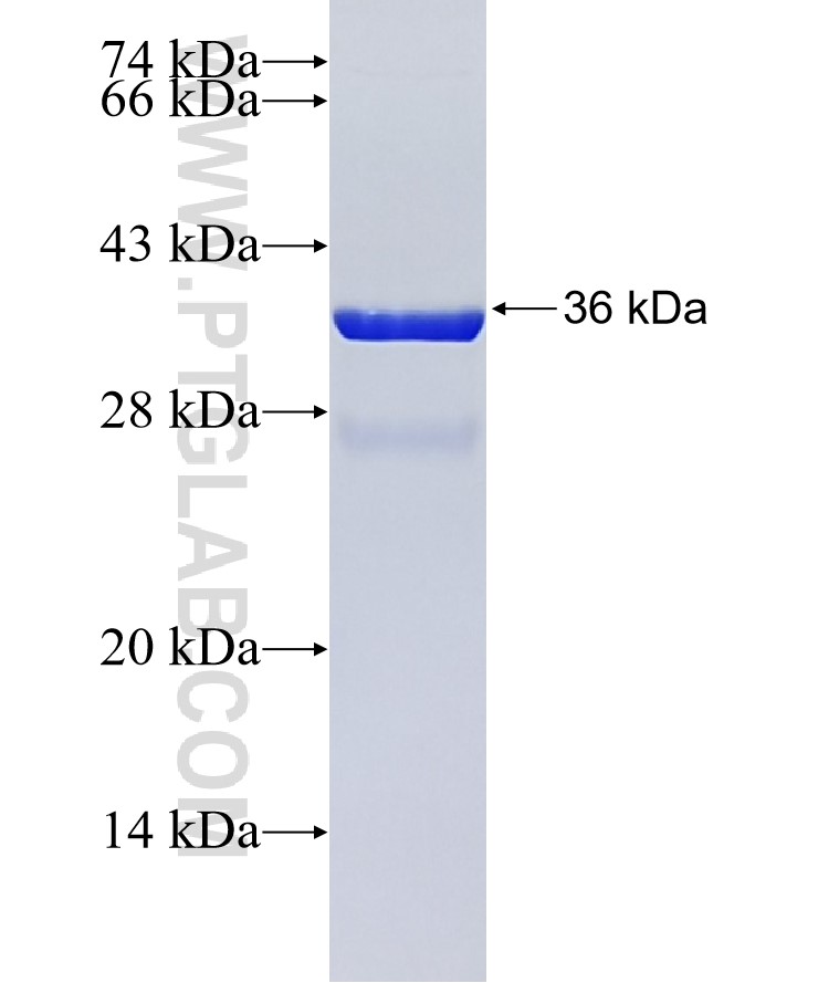 P16-INK4A fusion protein Ag1328 SDS-PAGE