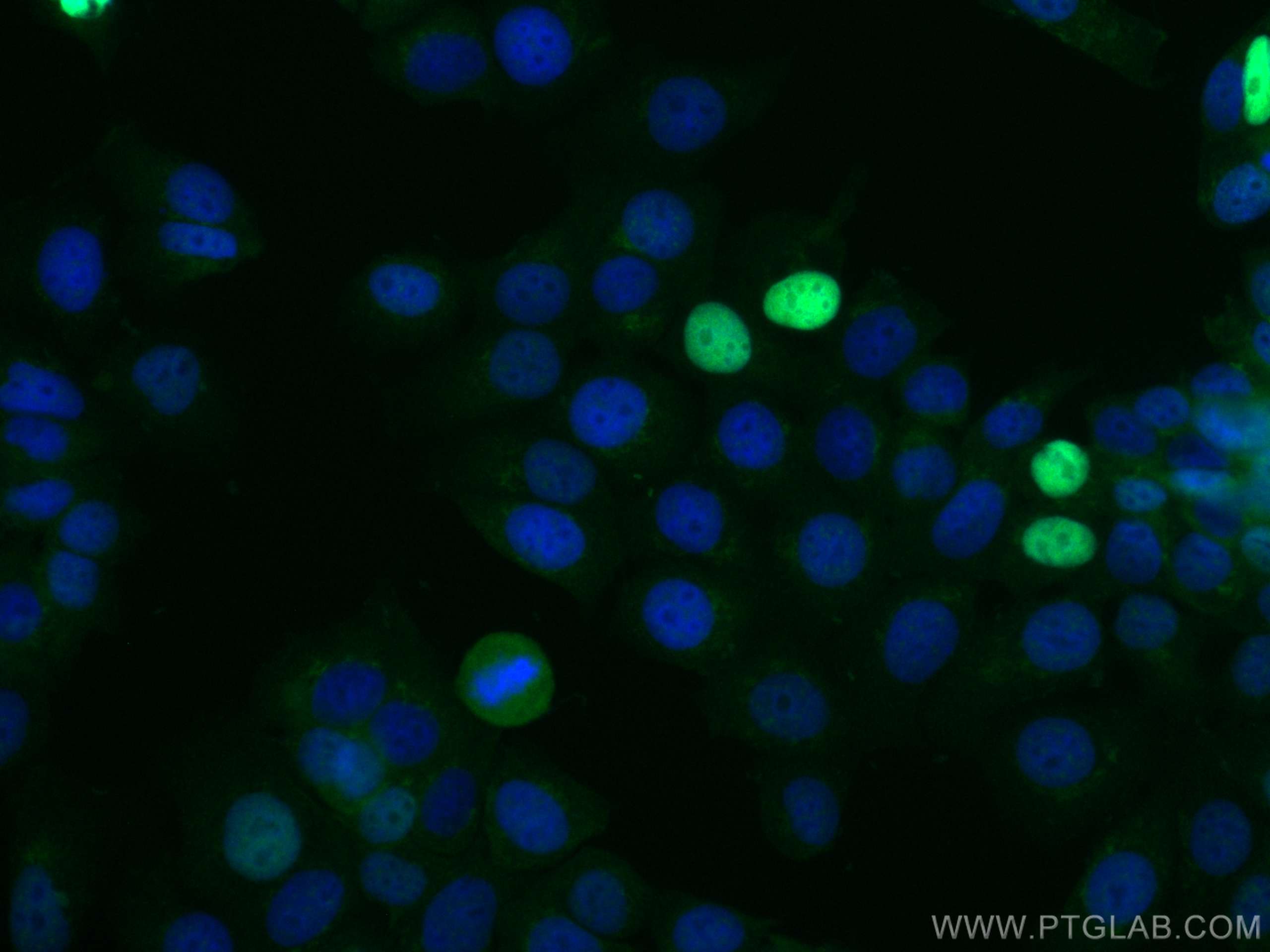 IF Staining of MCF-7 using CL488-10355