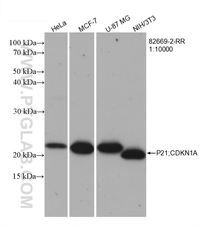 WB analysis using 82669-2-RR